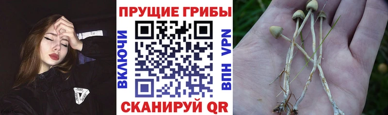 Псилоцибиновые грибы ЛСД  Купить закладки  Грязи 